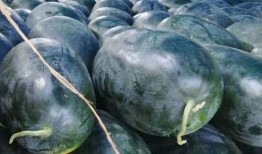 月底瓜可以吃吗,哪些瓜可以放心食用