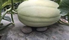 边充气边吃瓜,夏日休闲新风尚