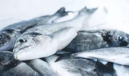 吃爆头八瓜鱼,探寻深海美食传奇