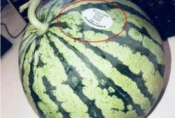 宁明网红吃瓜,揭秘网络红人的幕后故事