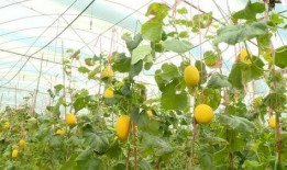 蜜瓜吃快了心里难受,快速享用带来的心理不适