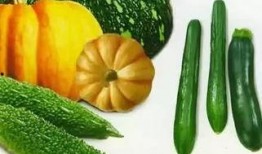 小山瓜怎么吃,探索美味烹饪新方式