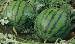 吃瓜会饿,揭秘瓜果美食背后的营养秘密