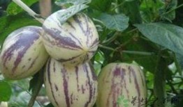 女人吃茄瓜好吗