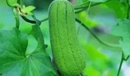 吃三瓜的好处,夏日三瓜养生益处多