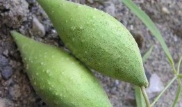 李海棠野外吃瓜,野外生活乐趣无限