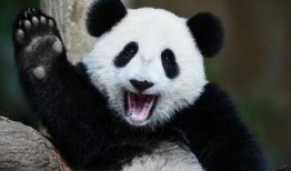 熊猫吃瓜卡通,欢乐卡通里的趣味时光