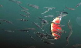 小鱼在吃瓜,品味夏日清凉