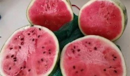 吃麒麟瓜苦味,探寻天然苦涩背后的奇妙奥秘