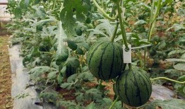 减肥吃小吊瓜,轻松享瘦的秘密武器