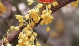 吃瓜彩蛋分享,趣味分享背后的故事与惊喜