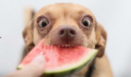 吃瓜的狗图片,揭秘吃瓜狗的趣味瞬间