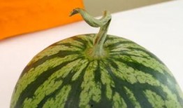 吃瓜圆圈圈,网络热议背后的真相与趣味