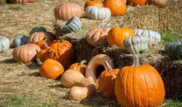 同心吃的什么瓜,探寻地方特色美食之旅