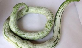 蛇瓜丝瓜怎么吃,探索健康美味的烹饪新境界