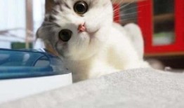 猫头吃瓜头像,趣味横生，揭秘网络潮流新宠