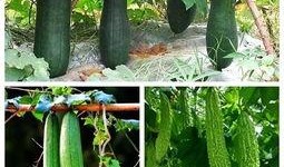 夏天吃瓜秋天,跟随季节品尝时令美味