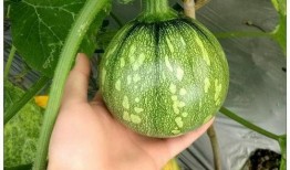 曲小檀在线吃瓜,网络吃瓜达人，揭秘娱乐圈幕后风云