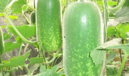 uki怎么吃瓜,解锁夏日清凉新姿势