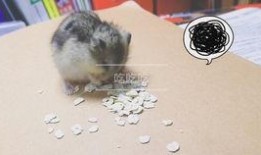 仓鼠吃瓜降温,仓鼠吃瓜降温新潮流