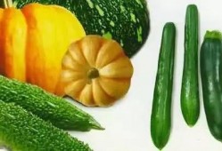 吃瓜大理寺,揭秘古代宫廷秘闻