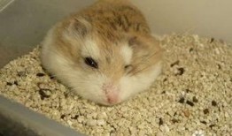 仓鼠吃瓜降温,仓鼠吃瓜降温新潮流