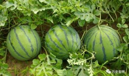 边充气边吃瓜,夏日休闲新风尚