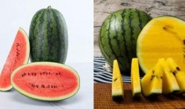 mett吃瓜地址,探寻网络红人的幕后故事