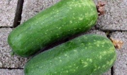 女人梦见和儿子吃吊瓜,母亲与儿子共享吊瓜的温馨瞬间