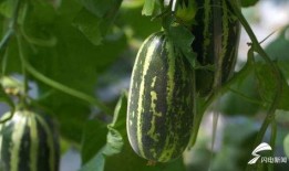 吃瓜吃到满足,吃瓜吃到满足的奇妙之旅