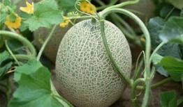 小缘吃哈密瓜,小缘的哈密瓜美食之旅