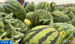 吃瓜真香 9f,9f社区的热门话题与现象解析