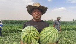 凤凰网吃瓜,揭秘娱乐圈幕后真相，带你领略明星们的真实生活