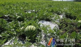 村口榕树头吃瓜群众,吃瓜群众的闲谈与生活百态