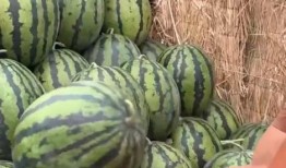 吃瓜成现实,现实中的瓜田奇观