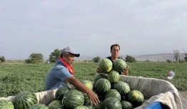 吃瓜有多积极,揭秘网络时代的全民参与热情