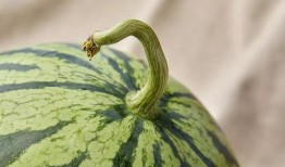 上海热门吃瓜事件,揭秘近期热门吃瓜事件背后的真相