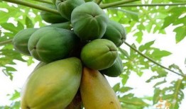 吃瓜观主,吃瓜观主带你领略明星幕后故事