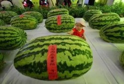 雨欣吃瓜,揭秘娱乐圈幕后故事