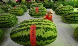 雨欣吃瓜,揭秘娱乐圈幕后故事