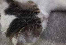 猫吃瓜辣椒的反映,瓜果中的辣味冒险