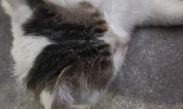 猫吃瓜辣椒的反映,瓜果中的辣味冒险