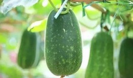 朝堂吃瓜完结文,吃瓜群众见证的宫廷秘事