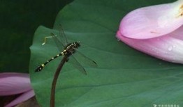 蜻蜓吃白瓜吗,自然界的奇妙互动