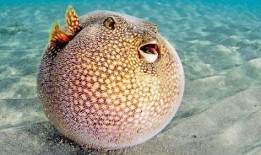 吃瓜河豚lofter,揭秘Lofter上的美食与生活趣味