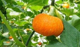 吃瓜观主,吃瓜观主带你领略明星幕后故事