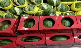 吃瓜成现实,现实中的瓜田奇观