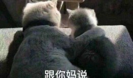 吃瓜系统搞笑沙雕,沙雕搞笑，带你领略欢乐无限