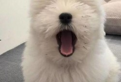 吃瓜的泰迪,揭秘宠物界的“网红”生活