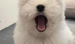 吃瓜的泰迪,揭秘宠物界的“网红”生活